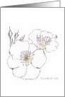 Snowbush Rose Blank card