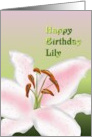 Birthday for Lily Sketch Of A Stargazer Lily card