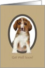 Get Well Soon Cute Beagle card