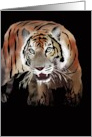 Birthday for him, Illustration of a tiger card