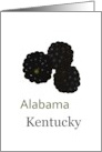 Alabama and Kentucky Blackberry State Fruit Symbol Blank card