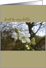 Hello and Hi There Flowering Cherry Blank card