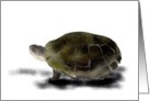 Blank note card, Illustration of African sideneck turtle card