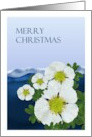 Pyrenees France Christmas Glacier Buttercup Arctic Alpine Flower card