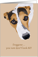 60th Birthday Doggone You Don’t Look It Jack Russell card