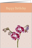 Birthday Orchids Against Pink Patterned Background card
