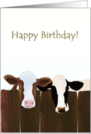 Birthday Cows Behind Fence card