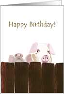 Birthday Pigs Behind Fence card