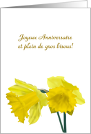 French Birthday Greeting Happy Birthday And Lots Of Kisses Daffodils card