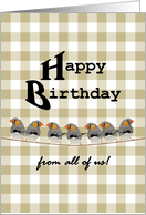 Birthday From All Of Us Cute Little Birds Standing In A Line card