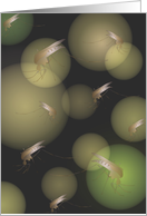 Mosquitoes, blank note card