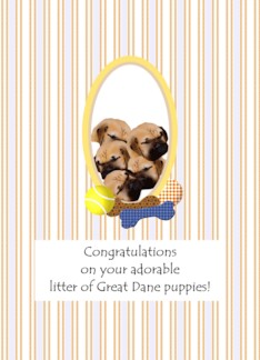 Congratulations on Litter of Great Dane Puppies