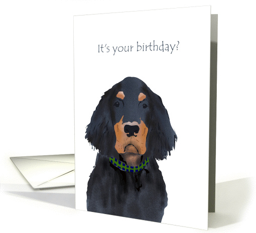 Gordon setter birthday, woof! card (1267844)