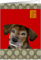 Birthday Year of The Dog Chinese Zodiac The Faithful Dog card