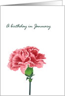 Birthday in January Carnation Birth Month Flower Pink Carnation card