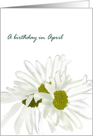 Birthday in April Daisy Birth Month Flower Pretty White Daisies card