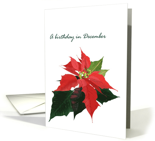 Birthday in December Poinsettia Birth Month Flower Poinsettias card