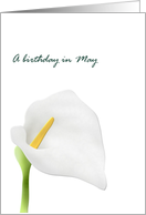 Birthday in May Lily...