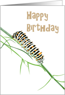 Birthday Swallowtail Caterpillar On Fennel Twig card