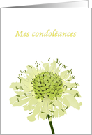 Mes Condoleances My Condolences In French Scabiosa Flower card