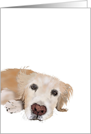 Lovable Retriever card