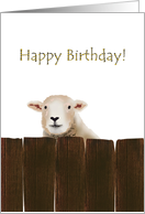 Birthday, sheep behind wooden fence card