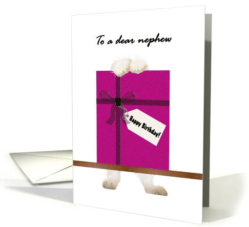 Birthday for Nephew Kitten on Hind Legs with Paws on Present card