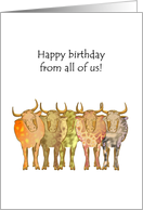 Birthday from all of us, oxen in a line, have a bonza day card