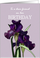 Birthday for Female Friend Pretty Irises on Purple Background card