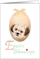 Easter from Shih Tzu...