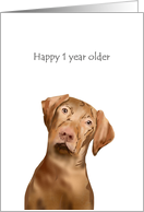 Birthday Sketch Of A Cute Vizsla Dog card