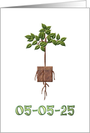 Square Root Day 05-05-25 A Plant with a Square Root card