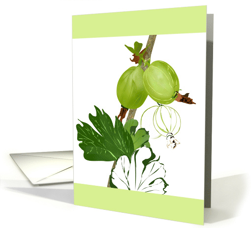 Sketch of Gooseberries in Color and in Profile Blank card (1382034)