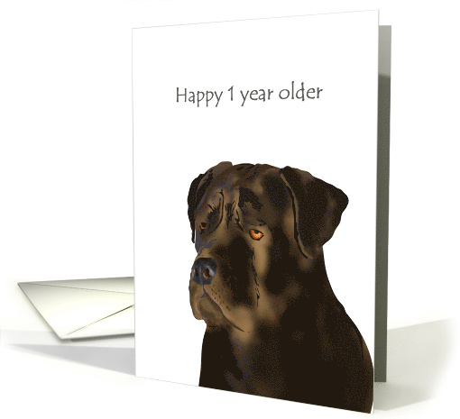 Birthday Sketch Of The Adorable Cane Corso card (1401566)