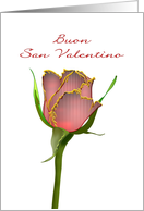 Valentine’s Day in Italian Pretty Red Rose Buon San Valentino card