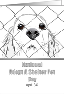 National Adopt A Shelter Pet Day April 30 Dog Behind Wire Fence card