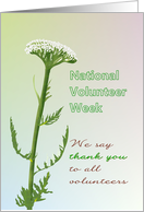 National Volunteer Week Sketch of Yarrow Flower card