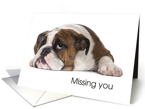 Thinking of You Away at College From Pet Lonely Dog card (1447732)