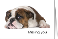 Thinking of You Away at College From Pet Lonely Dog card