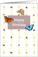 Birthday, colorful butterflies and dragonflies card