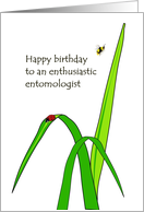 Birthday For Entomologist Ladybug On Blade Of Grass Bee Buzzing card
