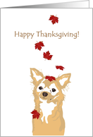 Fall Foliage Falling on Cute Chihuahua Thanksgiving card