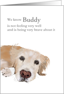 Encouragement For Owner Of Pet Dog With Cancer Dog With Bandaged Paw card
