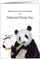 National Panda Day Pandas Feasting on Bamboo card