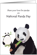 National Panda Day, Pandas Feasting on Bamboo card