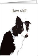 Birthday Black and White Collie Asking How Old card