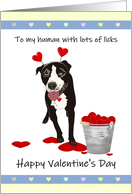 Bucket of Hearts, Pitbull Wearing Novelty Heart Headband, Valentine card