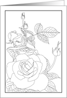 Thinking of You Rose Bloom and Buds Coloring card