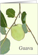 Guava Fruit On Branch Blank card
