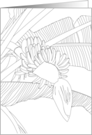 Thinking of You Banana Plant with Fruit and Inflorescence Coloring card